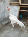 /public_uploads/items_thumbs/thumb_1779536266-1000163042.jpg