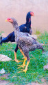 /public_uploads/items_thumbs/thumb_1779894806-1000158164.jpg