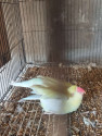 /public_uploads/items_thumbs/thumb_1780035822-IMG20260506083826.jpg