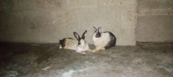 /public_uploads/items_thumbs/thumb_1780337377-IMG_20260601_223748_553.jpg