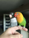 /public_uploads/items_thumbs/thumb_1780487749-128875.jpg