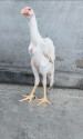 /public_uploads/items_thumbs/thumb_1780840523-FB_IMG_1780572816462.jpg