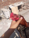 /public_uploads/items_thumbs/thumb_1781411816-1000221314.jpg