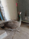 /public_uploads/items_thumbs/thumb_1781836538-IMG-20260618-WA0002.jpg
