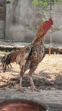 /public_uploads/items_thumbs/thumb_1782061244-IMG20260617160801_01.jpg