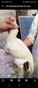 /public_uploads/items_thumbs/thumb_1783680873-Screenshot_20260706-090650.jpg