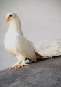 /public_uploads/items_thumbs/thumb_1783941288-IMG-20260713-WA0056.jpg