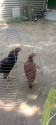 /public_uploads/items_thumbs/thumb_1784018556-IMG_20260713_154850_558.jpg