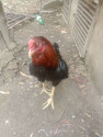 /public_uploads/items_thumbs/thumb_1784018926-IMG_20260616_111108_789.jpg