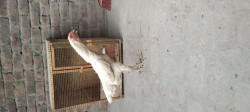 /public_uploads/items_thumbs/thumb_1784625524_6a5f3974dc38c-scaled_1000251419.jpg