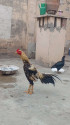 /public_uploads/items_thumbs/thumb_1784637144_6a5f66d8ce4b3-scaled_1000021367.jpg