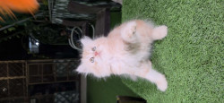 /public_uploads/items_thumbs/thumb_1784655752_6a5faf88791e3-scaled_1001758959.jpg