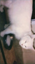 /public_uploads/items_thumbs/thumb_1784660900_6a5fc3a4dc552-scaled_1000004042.jpg