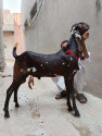 /public_uploads/items_thumbs/thumb_1785003094_6a64fc565d99d-scaled_65182.jpg