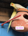 /public_uploads/items_thumbs/thumb_1785071861_6a6608f5b1503-scaled_33674.jpg