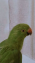 /public_uploads/items_thumbs/thumb_1785233720_6a688138b33ce-scaled_1000039127.jpg