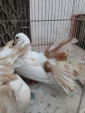 /public_uploads/items_thumbs/thumb_1785348001_6a6a3fa122b45-scaled_1000530567.jpg
