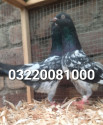 /public_uploads/items_thumbs/thumb_1785702544_6a6fa890b3fda-scaled_1000235247.jpg