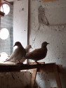 /public_uploads/items_thumbs/thumb_1785842705_6a71cc113220b-scaled_IMG_20260322_140521.jpg