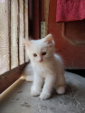 /public_uploads/items_thumbs/thumb_1785934046_6a7330de1968c-scaled_40272.jpg