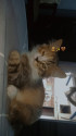 /public_uploads/items_thumbs/thumb_1785947287_6a73649784ab3-scaled_1000274826.jpg