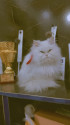 /public_uploads/items_thumbs/thumb_1787049243_6a84351b855c7-scaled_33054.jpg