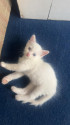 /public_uploads/items_thumbs/thumb_1787847402_6a9062ea7593d-scaled_1000015597.jpg