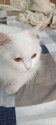 /public_uploads/items_thumbs/thumb_1788437778_6a996512db2b2-scaled_1000154553.jpg