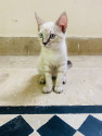 /public_uploads/items_thumbs/thumb_1788447497_6a998b096a618-scaled_1000259009.jpg