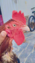 /public_uploads/items_thumbs/thumb_1788480989_6a9a0ddd3d9ec-scaled_1000002398.jpg