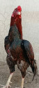 /public_uploads/items_thumbs/thumb_1789318784_6aa6d68083736-scaled_Picsart_26-09-10_13-16-35-975.jpg